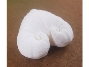 spirale shell cuore - meiocardia vulgaris le creature a 3d print model - Mito3D