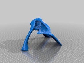 shoulder joint ct biology anatomy 3d print model - Mito3D