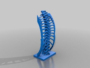 ct spine biology anatomy xray 3d print model - Mito3D