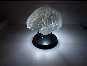 led-lit brain battery holder scans & replicas anatomy led 3d print model - Mito3D