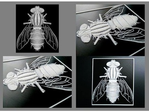 mosca 3d art 3dlito drawing fly insect relief relieve 3d print model - Mito3D
