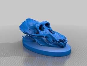 ct scan chimp animals 3d print model - Mito3D