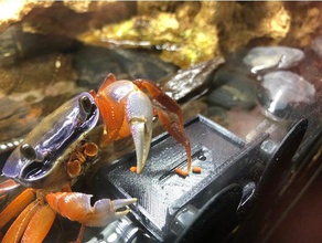 aquarium de crabe chargeur les animaux compagnie 3d print model - Mito3D