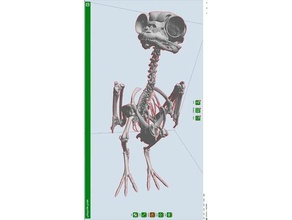 porg squelette animaux alligator d'oiseaux owl pingouin de star wars star-wars 3d print model - Mito3D