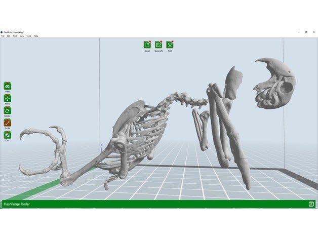 macaw skeleton repaired animals animal bird life-size life size science education 3D print model - Mito3D