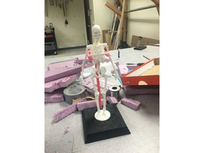 esqueleto humano anatomia modelo de aprendizagem 3d print model - Mito3D