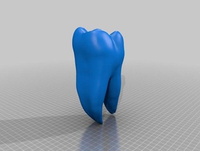 extracted mandibular first molar biology 3d print model - Mito3D