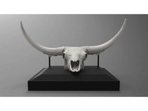 bison latifrons skulls animals fossils skull 3d print model - Mito3D