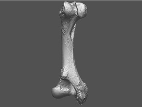 bison latifrons sol baldır hayvanlar femur fosiller 3d print model - Mito3D
