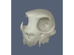 fletcher's skull version 1 no mandibles animals 3d print model - Mito3D