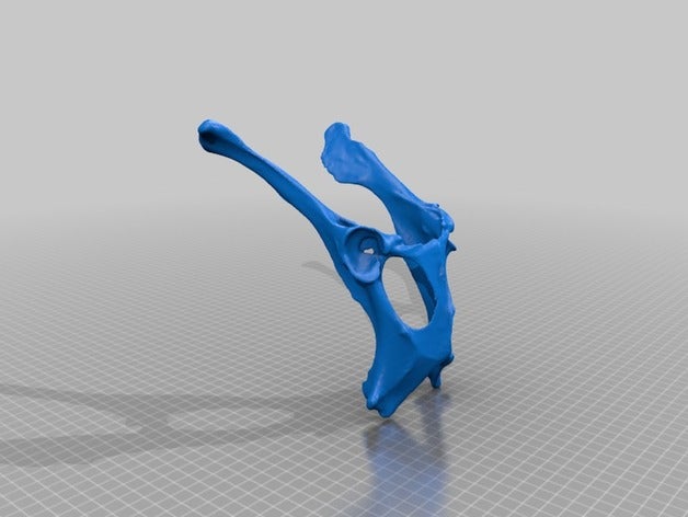 los ciervos de la pelvis biología huesos máscara osteología 3D print model - Mito3D