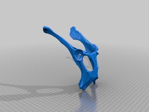 los ciervos de la pelvis biología huesos máscara osteología 3d print model - Mito3D