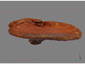 ganoderma lucidum - reishi hongo lingzhi escaneo 3d exploraciones & réplicas Escaneo medicinales la fotogrametría rojo scan shroom 3d print model - Mito3D