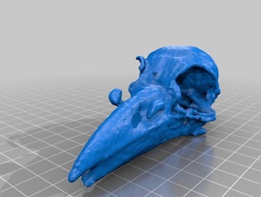 raven skull -bc8130 scans & replicas makerbotdigitizer scan 3d print model - Mito3D