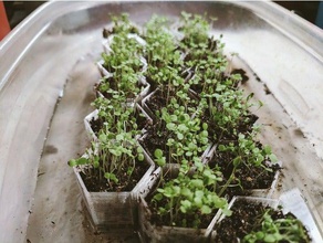 piccolo seme di avviamento pentole all'aperto e giardino giardinaggio crescere in crescita orticoltura piantare vaso vasi per piante piantine i semi 3d print model - Mito3D