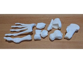 menschliche Fuß-Knochen 3d-drucken 3d print model - Mito3D