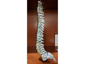 human thoracic vertebrae t1-t12 3d printing