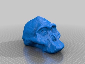 neanderathal scans & replicas makerbotdigitizer scan 3d print model - Mito3D