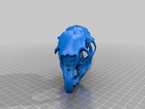 Kuzey Amerika kirpi kafatası biyoloji memeli Doğal Tarih kemirgen kafatasları 3d print model - Mito3D