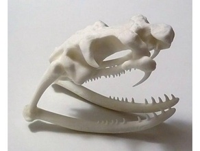 king cobra cranio biologia 3d print model - Mito3D