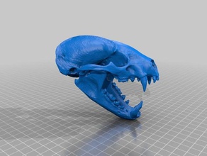 american badger skull biology carnivore mammal mustelidae 3d print model - Mito3D