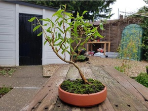 circular maceta de bonsai - no hay soporte impresión agujeros drenaje al aire libre y jardín círculo la olla ronda 3d print model - Mito3D