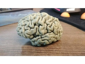meu cérebro biologia 3d print model - Mito3D