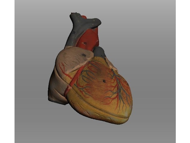 o coração humano em tamanho real scans e réplicas anatomia de alta qualidade humanos da vida 3D print model - Mito3D