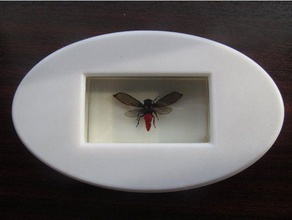entomology display frame biology 3d print model - Mito3D