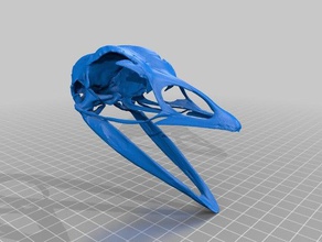 domestic turkey skull biology galliformes 3d print model - Mito3D