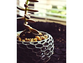 panaloi - saftigen pot outdoor & Garten Kaktus Dekor Dekoration Blume pflanze saftig sind Sukkulenten voronoi 3d print model - Mito3D