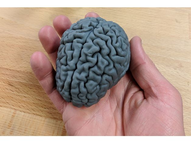 das menschliche Gehirn Biologie 3D print model - Mito3D