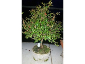 fertilizantes pote exterior e jardim bonsai o uso de fetilizer orquídea plantas 3d print model - Mito3D