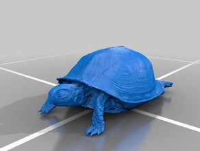 box turtle animals nature 3d print model - Mito3D