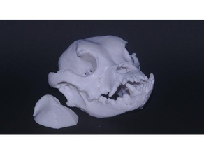bulldog skull biology anatomical anatomically correct anatomy dog volumetric 3d print model - Mito3D