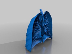 seção transversal de pulmão biologia 3d print model - Mito3D