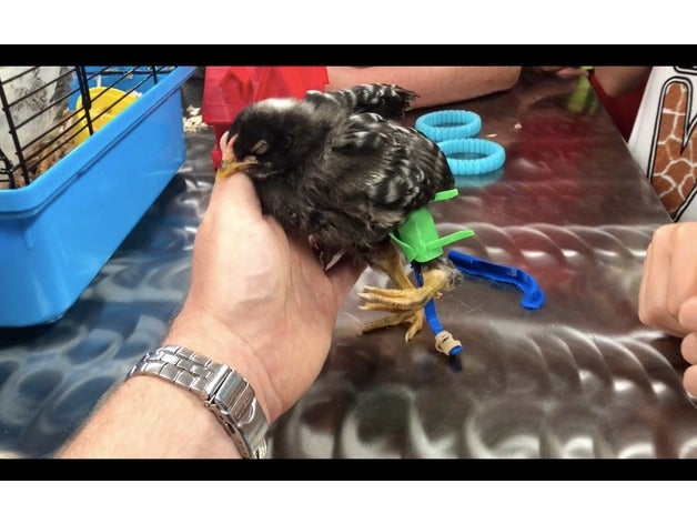 menores de pollo a la prótesis correa las mascotas pata pierna discapacidad movilidad led deformidad 3D print model - Mito3D