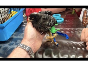 juvenile Huhn prothetische Gliedmaßen Gurt Haustiere hühnerfuß chicken leg Behinderung deaktiviert led-Deformität 3d print model - Mito3D