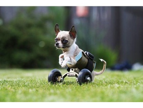 fauteuil roulant, petit chien chat les animaux de compagnie la grande roue en roulant chihuahua 3d print model - Mito3D