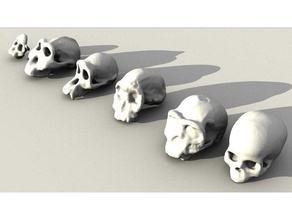 evolutivo cráneos conjunto biología africanus boisei educativo erectus ergaser evolución el homo habilis de aprendizaje paranthropus las escuelas cráneo 3d print model - Mito3D