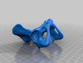 liscia pelvi femminile sacro biologia 3d print model - Mito3D