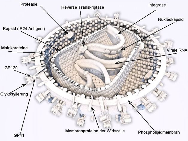 hiv modell half cut biology medicine virus 3D print model - Mito3D