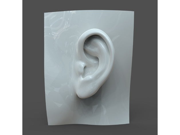 realista mujer oído modelo f1p1d0v1ear biología la oreja femenino humanos 3D print model - Mito3D