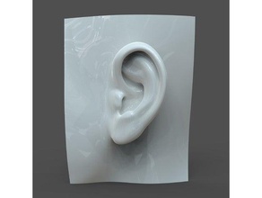 realistic woman ear model f1p1d0v1ear biology female human 3d print model - Mito3D