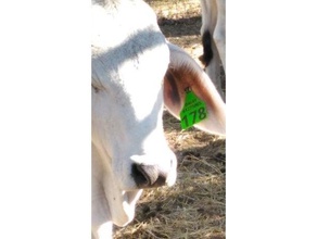 Rinder Ohrmarken Tier Rindern bull Kalb Vieh Kuh Ohr-tag farm die Identifizierung ländlichen stock 3d print model - Mito3D