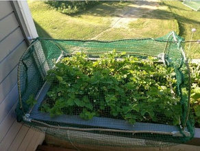 goujon cerceau cadre jardin de compensation extérieur et gopro openscad les fraises le jardinage urbain 3d print model - Mito3D