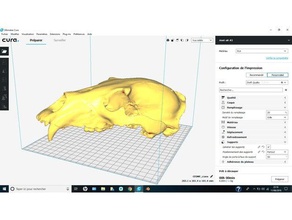 scheletro di orso squelette nostra La stampa 3d animale 3d print model - Mito3D