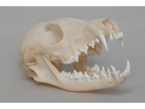 fox crâne grue renard L'impression 3d 2018 la science taxidermie vétérinaire 3d print model - Mito3D