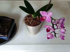 simple mini orchidée phalaenopsis en pot ménage 3d print model - Mito3D