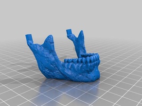 crânio, mandíbula superfície plana A impressão 3d 3d print model - Mito3D